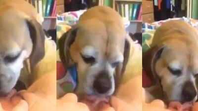 Sr licker