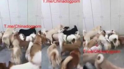 dog take turns