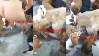 BIG dog party time