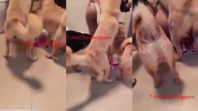 dog party