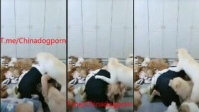 dog party 1