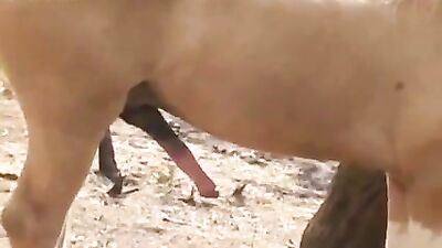 Crazy Babe Licks Hardcore Doggy Style Cumshot