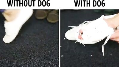 fhj