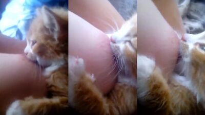 Gatito Mamon