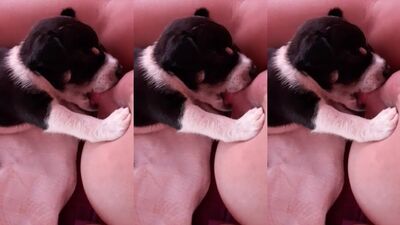 Puppy Lovers Dream: Asian Cutie Gets Drenched in Hot Cum