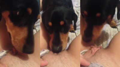 Spanish Teen Travesti Trios with Hung Canine