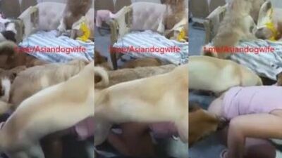 Chinese wife VS 8 DOGS
