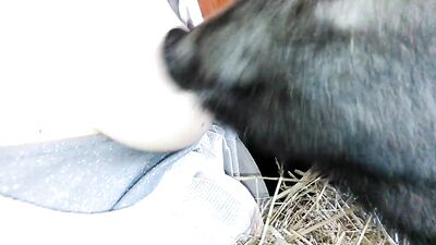 Pet Lovers Mutual Affection