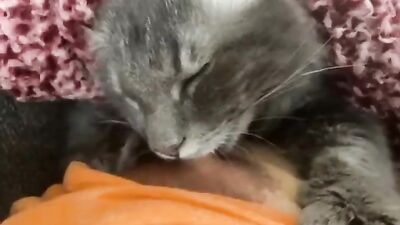 My cat sucks tits