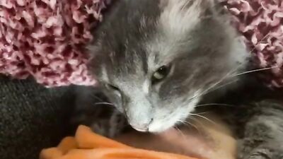 My cat sucks tits