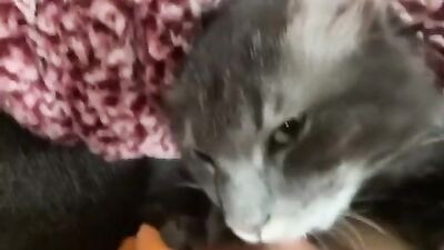 My cat sucks tits