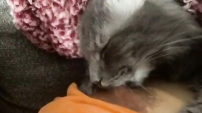 My cat sucks tits