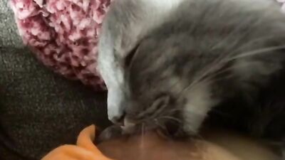 My cat sucks tits
