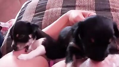 Pups Suckle Sweet Nipples
