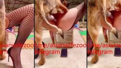chinese wife zoo porn 2