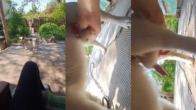 Zoo dog porn: horse zoophilia videos
