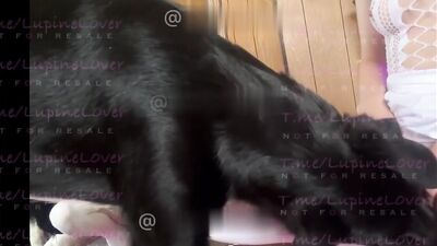 Bestiality hentai: dog cum sex
