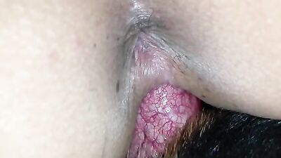 Girls 5 dogs: wife animal sex my wife zoo porn