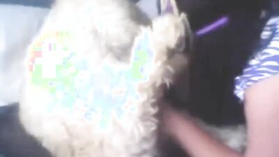 3d dog sex: shaved pussy on dog dick porn
