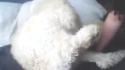 3d dog sex: shaved pussy on dog dick porn