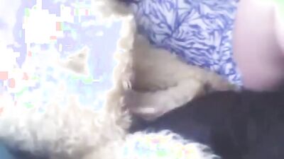 3d dog sex: shaved pussy on dog dick porn