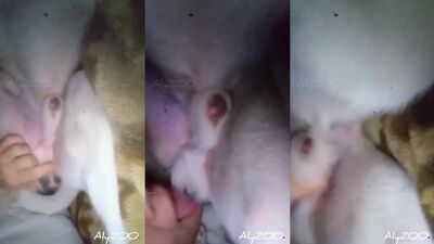 Dog sex: zoo stockings sex
