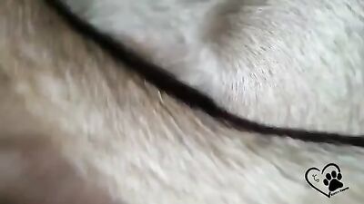 Zoophilia video: girl dog erotic