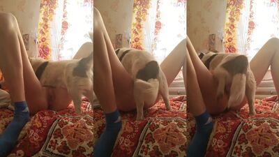 3d dog porn: dogggy 2 animal porn videos