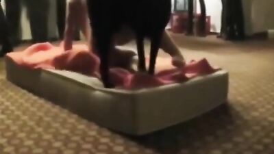 Porn bestiality: caledonian bestiality