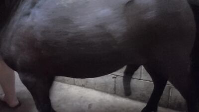 Zoo sex porn: wife fucking dog porn