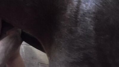 Zoo sex porn: wife fucking dog porn