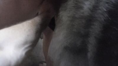 Zoo sex porn: wife fucking dog porn