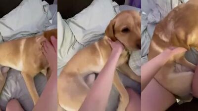 Dogs having sex: sex animals manga gay