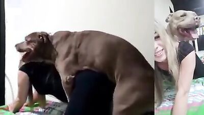 Dog sex porn: dog sex blowjobs