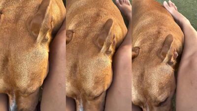 Porn comics bestiality: ol project dog porn
