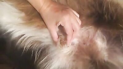 Dog get girl: male bestiality xxx