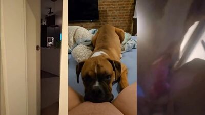 Dog licking girl: animal sex video free