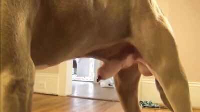 Dog fuck girl: furry dog sex