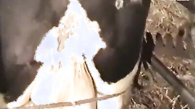 Sex animal's: porno zoo new video veronika silesto