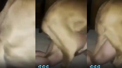 3d zoo porn: zoo porn video guys