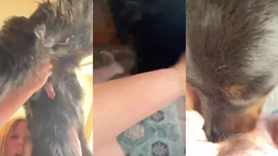 Zoo porn man: zoo porn full