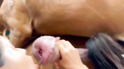 Dog licking girl: xyz zoo porn