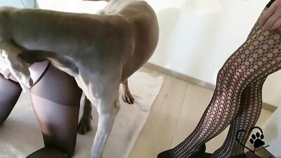 Dog fuck girl: old granny and dog sex