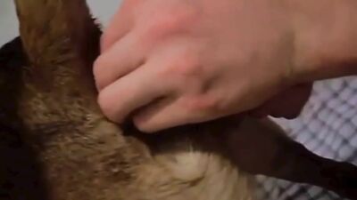 Russian zoo porn: zoo sex porn best