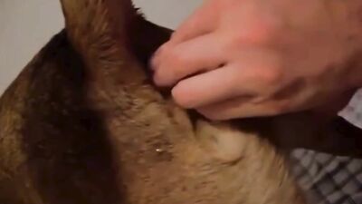 Russian zoo porn: zoo sex porn best