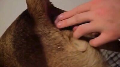 Russian zoo porn: zoo sex porn best