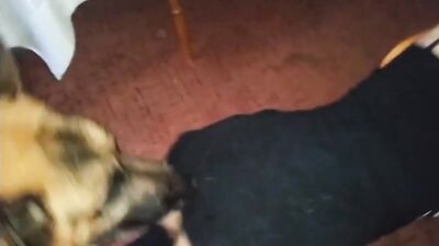 Bestiality sex id: aly zoo porn