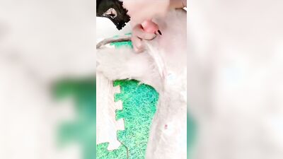 Dog porn: camila lupinelover video dog sex