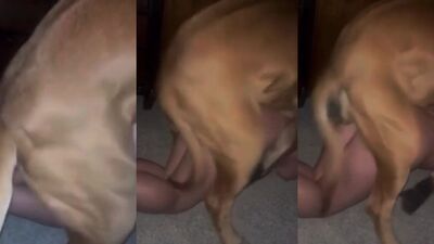 Zoophilia video: bestiality porn telegram