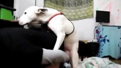 Mimi dog girl: bestiality horse videos